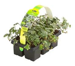 Dehner bunter Efeu, 6er-Schale Outlet