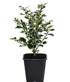 Dehner Laubgehölze|Heckenpflanzen > bunte Stechpalme 'Argentea Marginata'