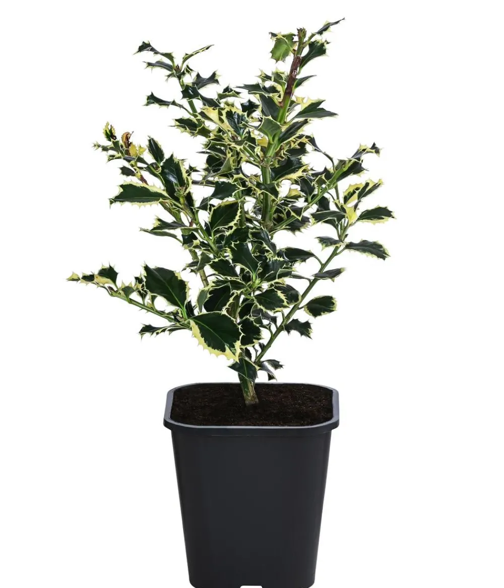 Dehner Laubgehölze|Heckenpflanzen > bunte Stechpalme 'Argentea Marginata'