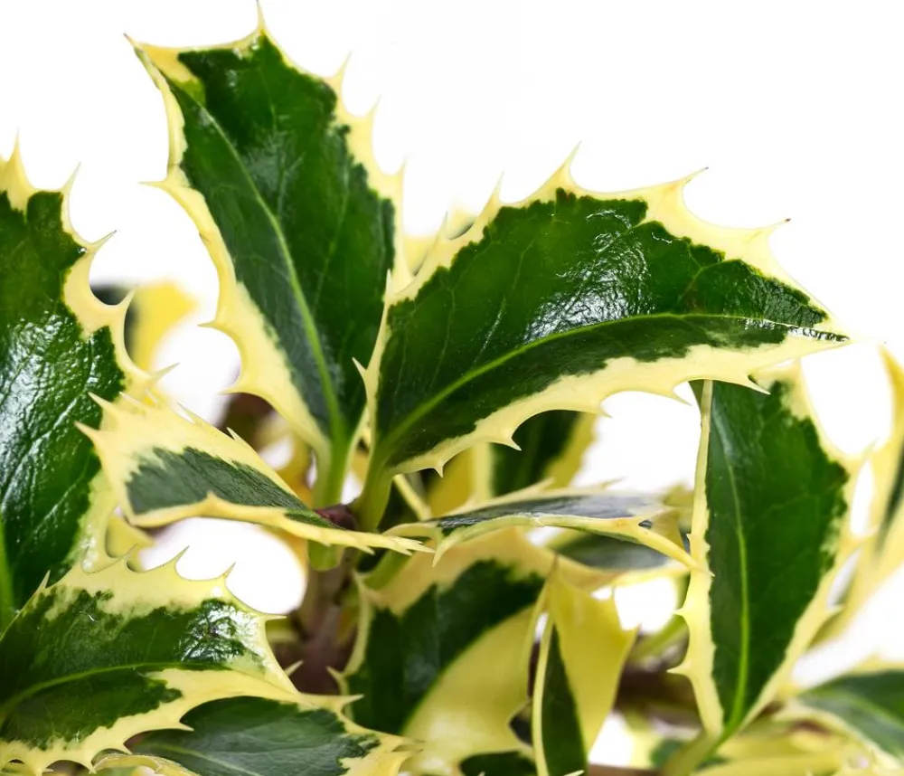 Dehner Laubgehölze|Heckenpflanzen > bunte Stechpalme 'Argentea Marginata'