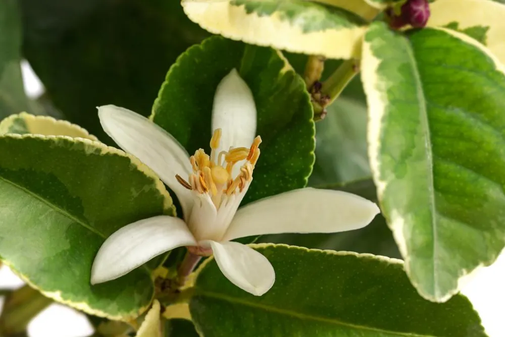 Dehner bunte Zitrone 'Variegata'
