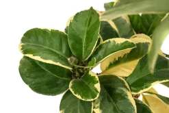 Dehner bunte Zitrone 'Variegata'