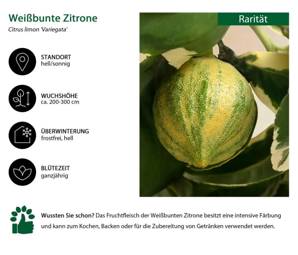 Dehner bunte Zitrone 'Variegata'