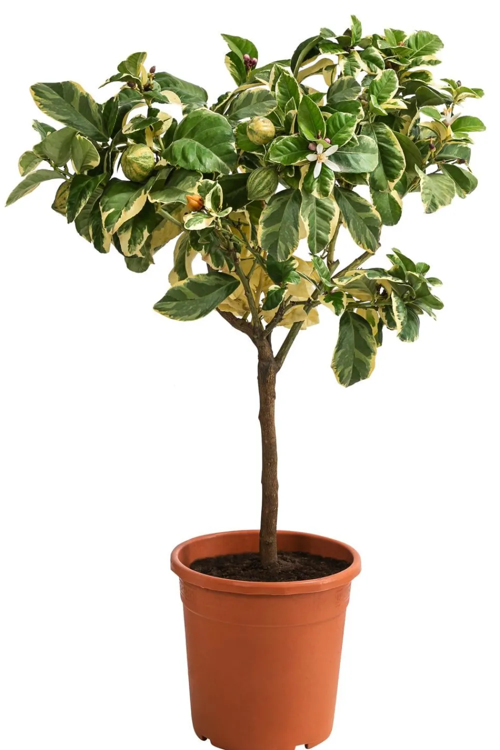 Dehner bunte Zitrone 'Variegata'