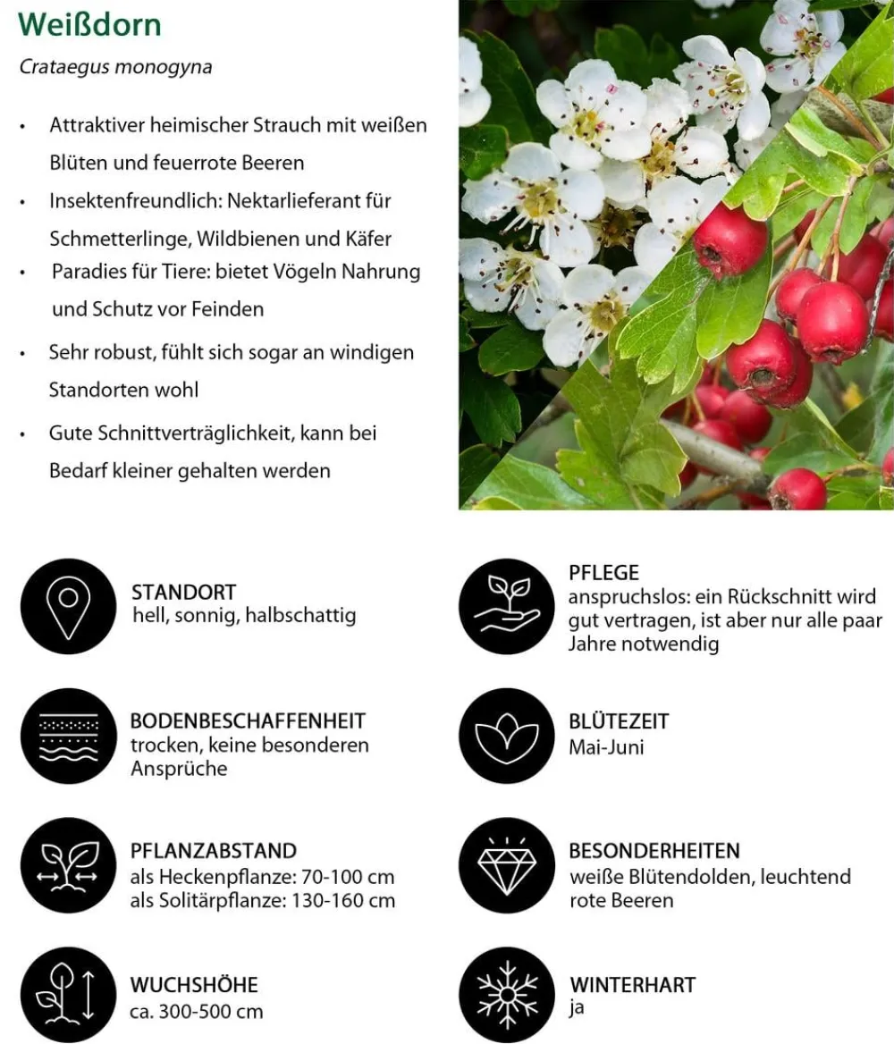 Dehner Natura Premium Laubgehölze|Vogelschutzhecken - dorn Weiß