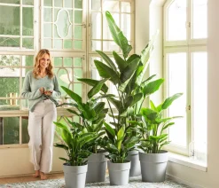 Dehner Zimmerpalmen > Weiße Strelitzie - Strelitzia alba
