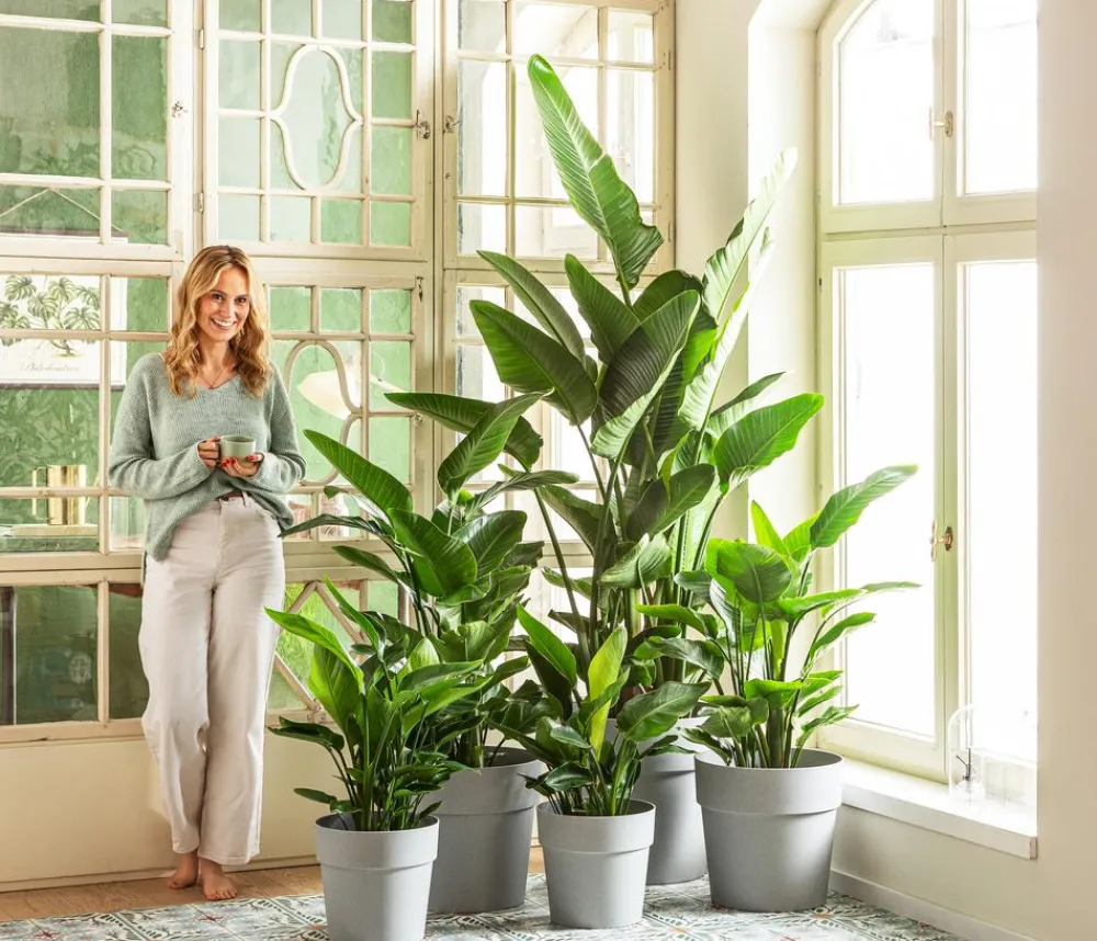 Dehner Zimmerpalmen > Weiße Strelitzie - Strelitzia alba