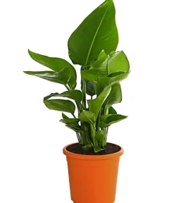 Dehner Zimmerpalmen > Weiße Strelitzie - Strelitzia alba