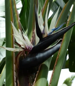 Dehner Zimmerpalmen > Weiße Strelitzie - Strelitzia alba