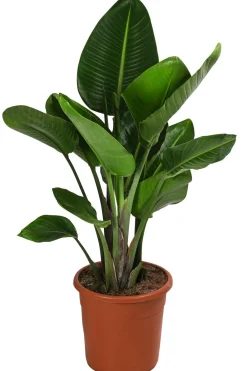 Dehner Zimmerpalmen - Weiße Strelitzie - Strelitzia alba Dunkelgrün