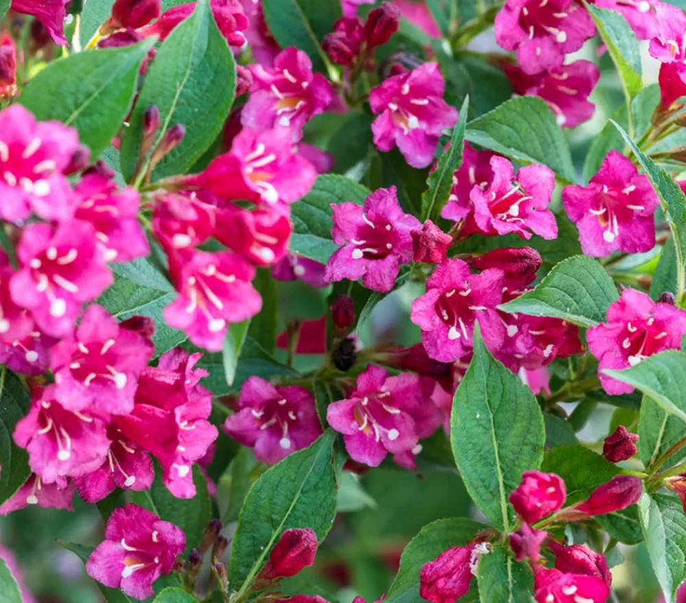 Dehner Laubgehölze|Blühende Sträucher > Weigelie 'Bristol Ruby'