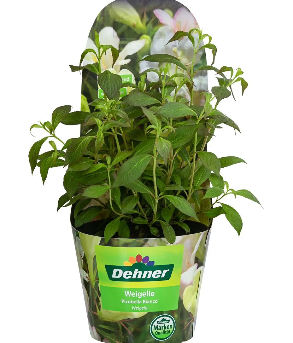 Dehner Blühende Sträucher > Weigelie 'Picobella'