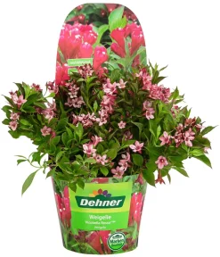 Dehner Weigelie 'Picobella' Rot Outlet