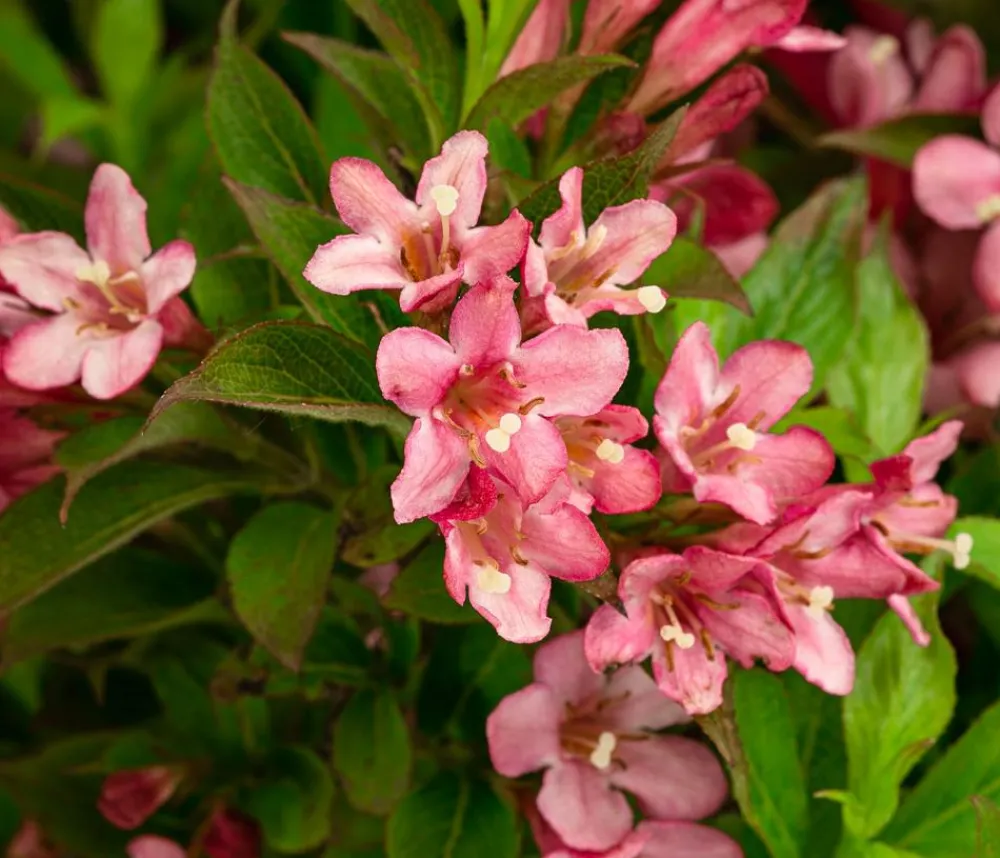 Dehner Weigelie 'Picobella' Rot Outlet