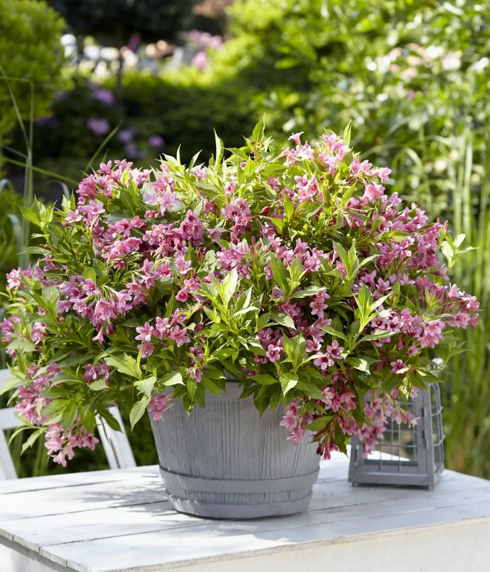 Dehner Blühende Sträucher - Weigelie 'Picobella' Rosa