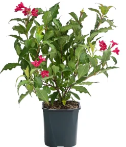 Dehner Weigelie 'Red Prince' Rot Discount