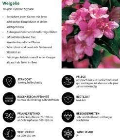 Dehner Laubgehölze|Blühende Sträucher > Weigelie 'Styriaca'
