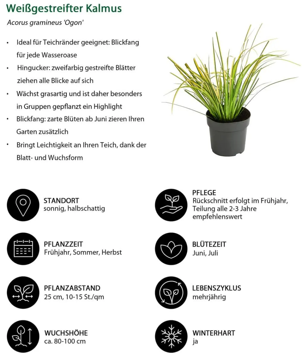 Dehner Weißgestreifter Kalmus 'Ogon' New