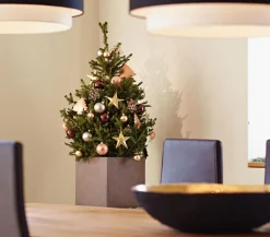 Koniferen > Weihnachtsbaum - Zwerg-Fichte 'Little Santa®'