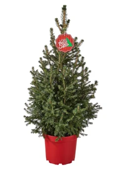 Koniferen > Weihnachtsbaum - Zwerg-Fichte 'Little Santa®'