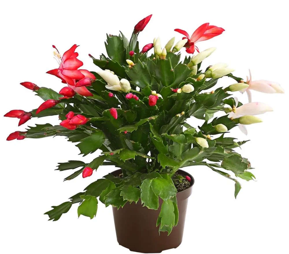 Dehner Kakteen > Weihnachtskaktus-Duo - Schlumbergera x buckleyi