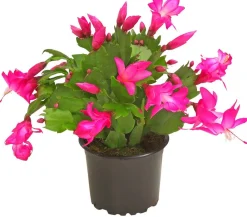 Dehner Kakteen > Weihnachtskaktus - Schlumbergera x buckleyi, verschiedene Farben