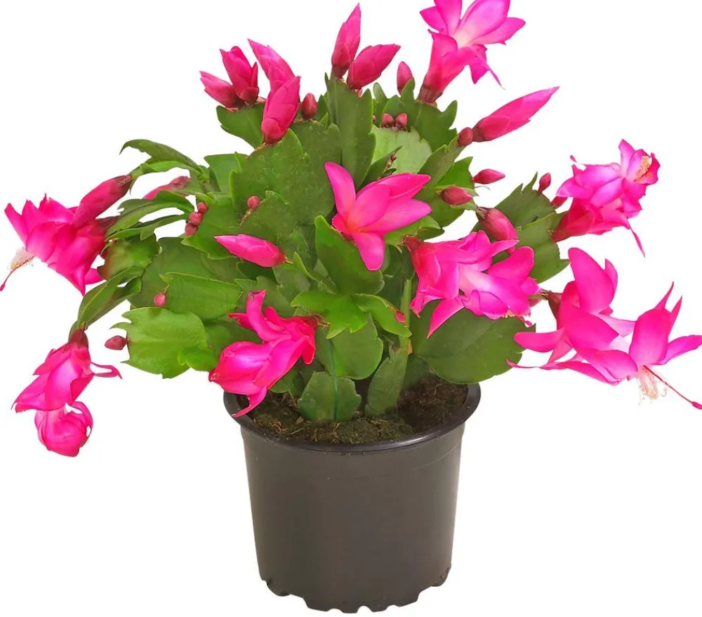 Dehner Kakteen > Weihnachtskaktus - Schlumbergera x buckleyi, verschiedene Farben