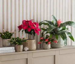 Dehner Kakteen > Weihnachtskaktus - Schlumbergera x buckleyi, verschiedene Farben