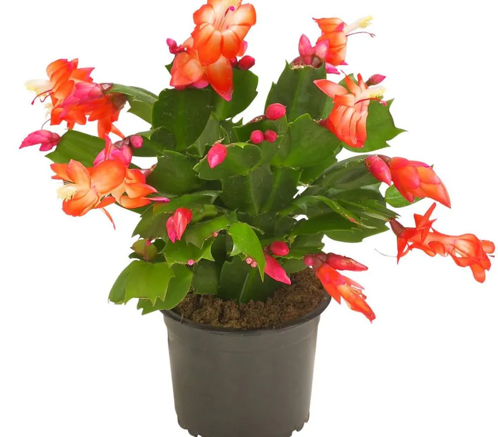 Dehner Kakteen > Weihnachtskaktus - Schlumbergera x buckleyi, verschiedene Farben