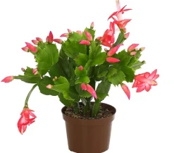 Dehner Weihnachtskaktus - Schlumbergera x buckleyi, verschiedene Farben Bunt Outlet