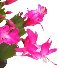 Dehner Weihnachtskaktus - Schlumbergera x buckleyi, verschiedene Farben Bunt Outlet