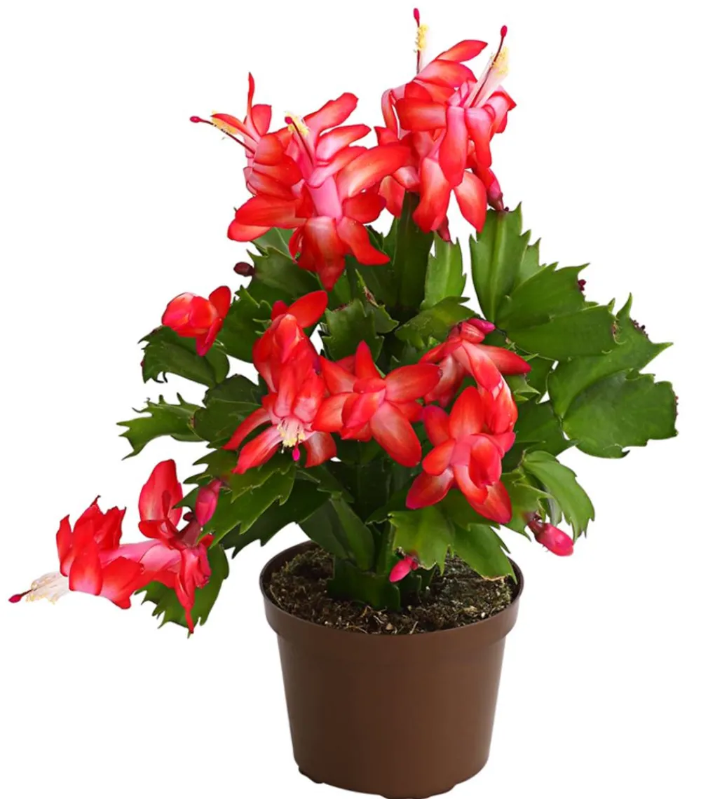 Dehner Weihnachtskaktus - Schlumbergera x buckleyi, verschiedene Farben Bunt Outlet