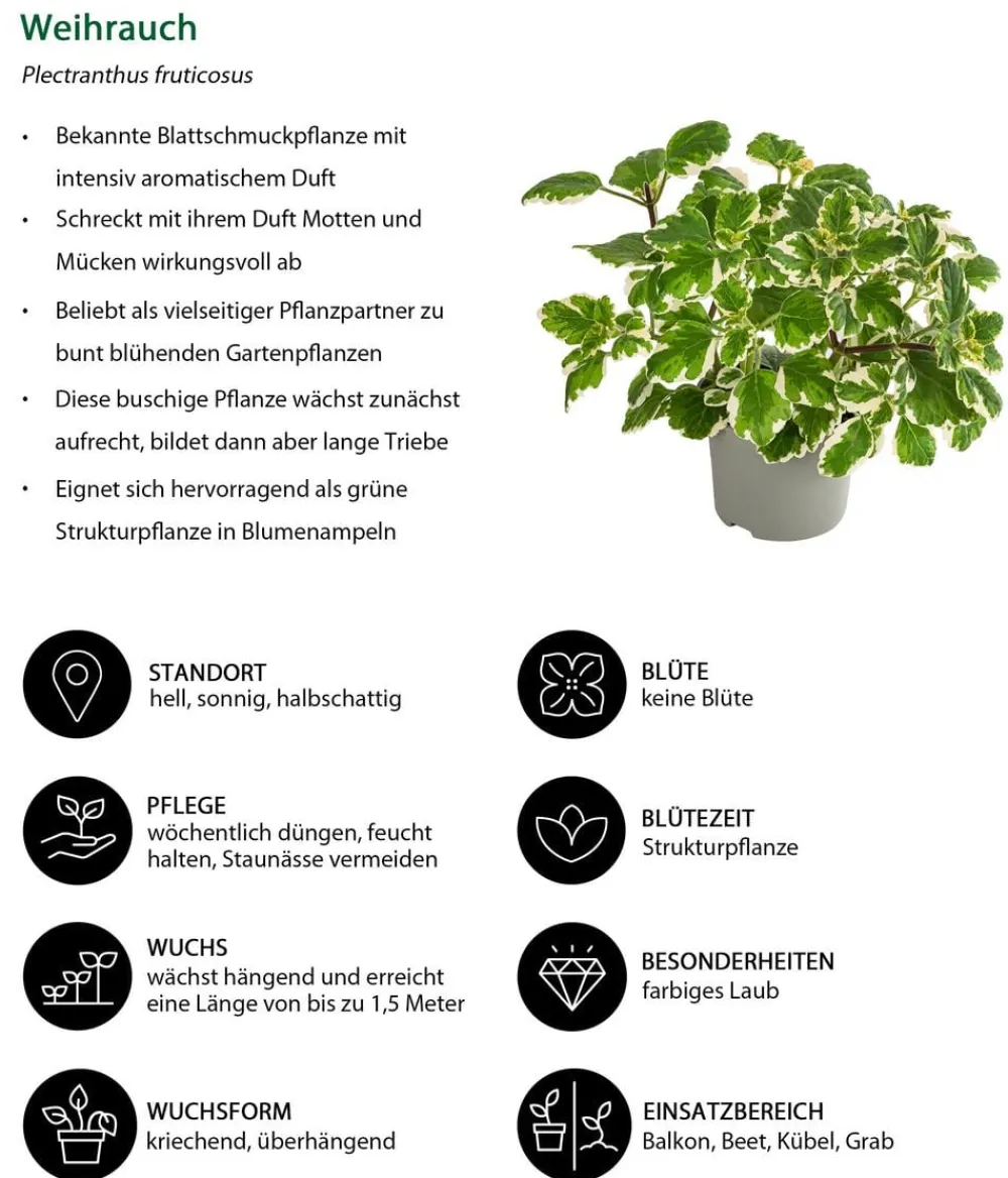 Dehner Weihrauch New