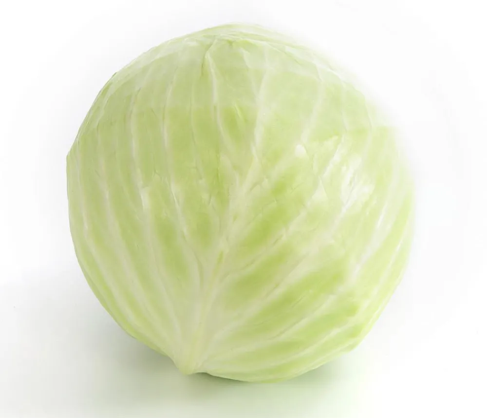 Dehner Weißkohl, 6er Schale Grün Clearance