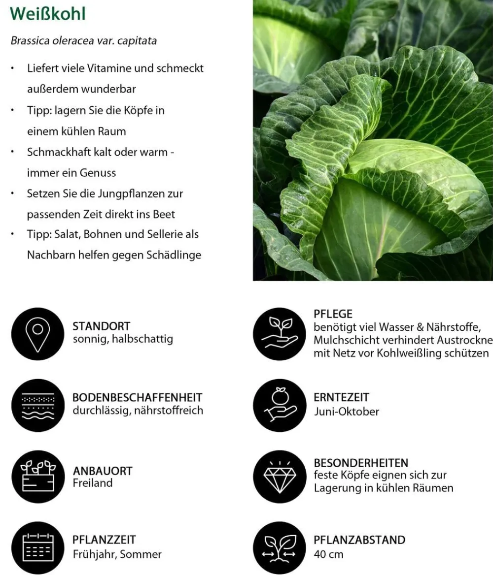 Dehner Weißkohl, 6er Schale Grün Clearance
