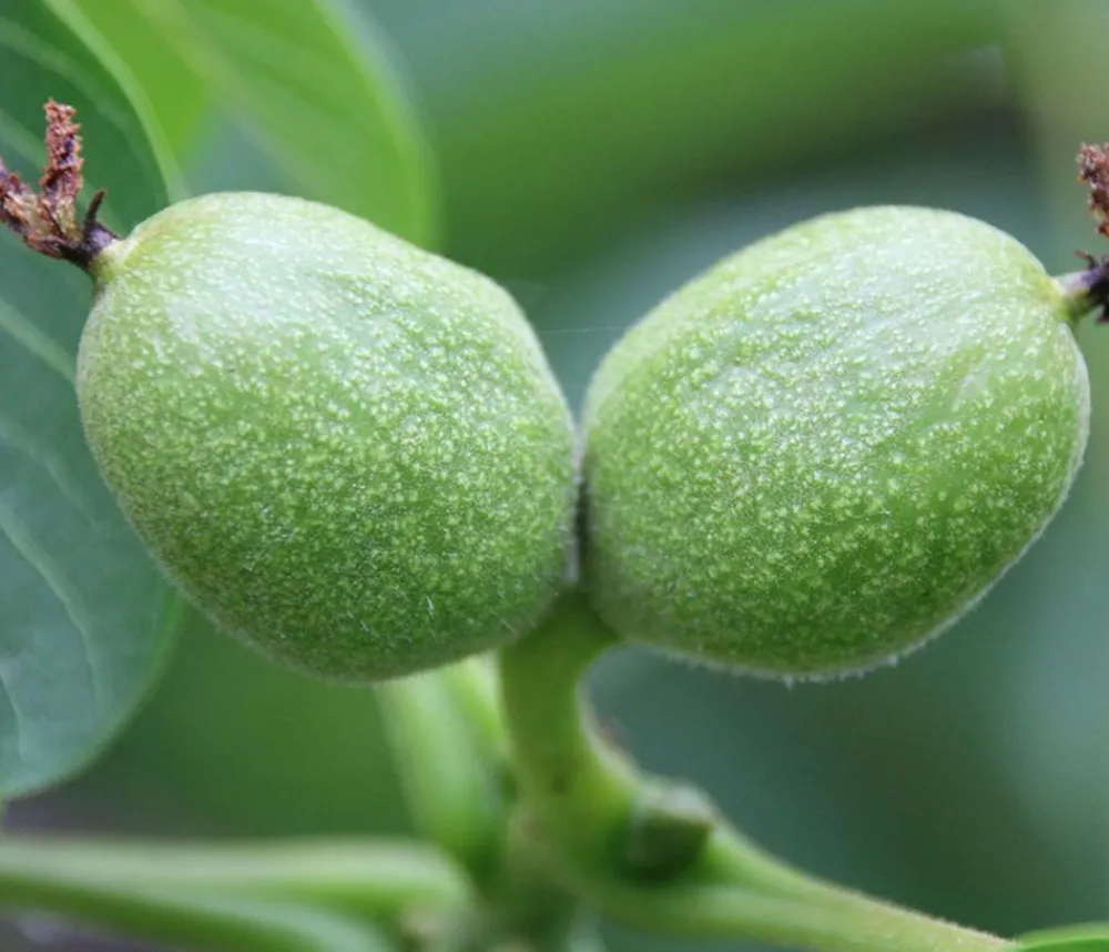 Dehner Nüsse & Besondere Obstbäume|Obstbäume - Weinheimer Walnuss Klon 139 Braun