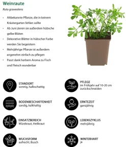 Dehner Garten- & Heilkräuter|Küchenkräuter > Weinraute
