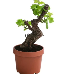 Dehner Weinrebe, Bonsai Grün New