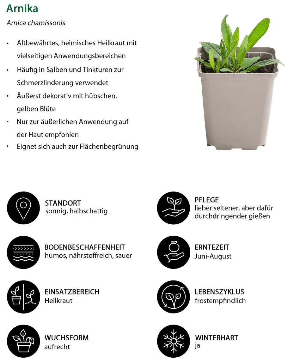 Dehner Garten- & Heilkräuter|Küchenkräuter > Wiesenarnika