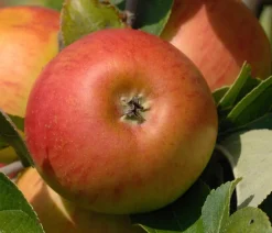Dehner Winterapfel 'Cox Orange' Gelb Discount