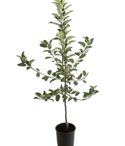 Dehner Obstbäume|Birnen- & Apfelbäume > Winterapfel 'Ecolette' (S)
