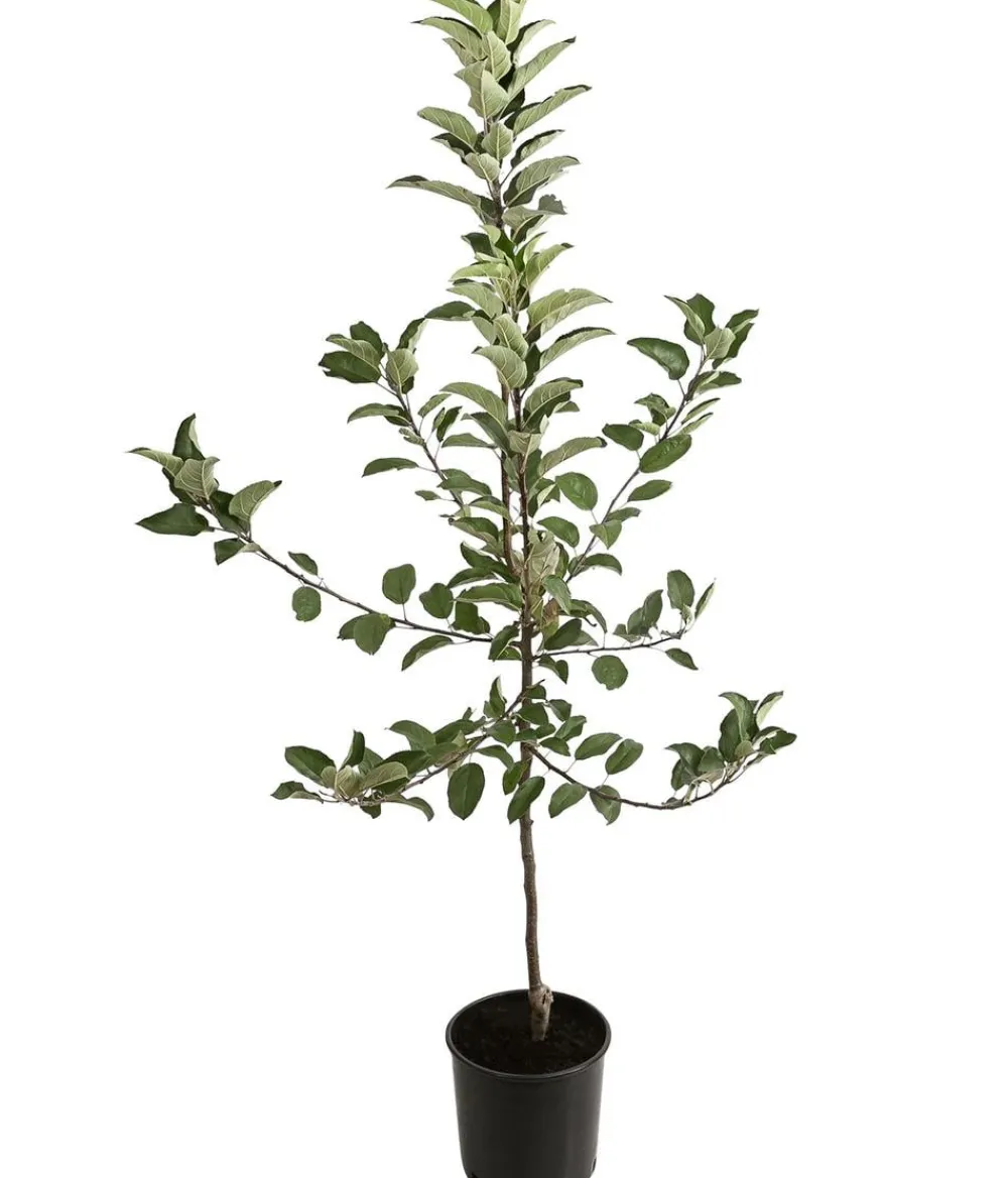 Dehner Obstbäume|Birnen- & Apfelbäume > Winterapfel 'Ecolette' (S)