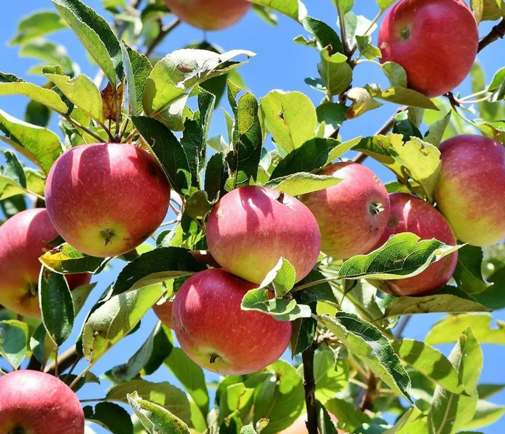 Dehner Winterapfel 'Florina' Rot Best