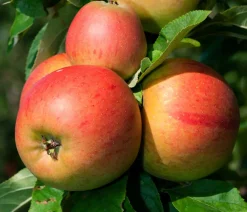 Dehner Winterapfel 'Goldparmäne' Gelb