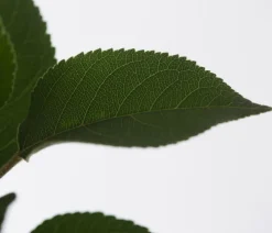 Dehner Winterapfel 'Goldparmäne' Gelb