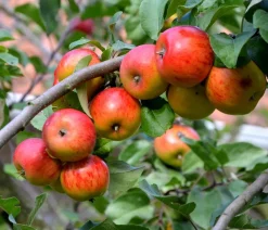Dehner Obstbäume|Birnen- & Apfelbäume - Winterapfel 'Goldparmäne' Gelb
