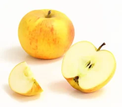 Dehner Obstbäume|Birnen- & Apfelbäume - Winterapfel 'Goldparmäne' Gelb