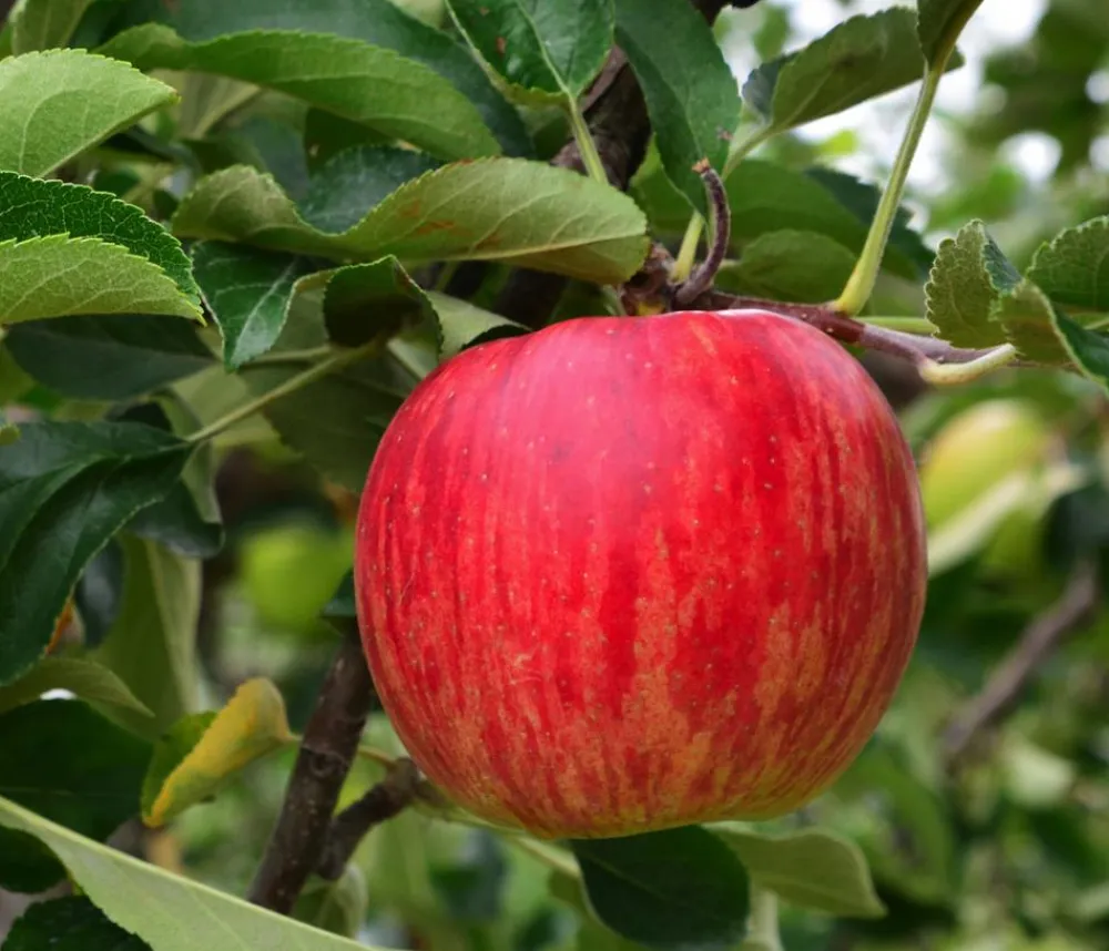 Dehner Obstbäume|Birnen- & Apfelbäume > Winterapfel 'Jonagold'