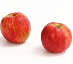 Dehner Obstbäume|Birnen- & Apfelbäume > Winterapfel 'Jonagold'