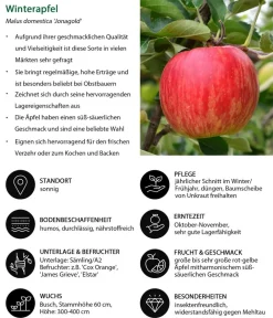 Dehner Winterapfel 'Jonagold' Rot Online